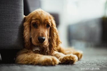 Jak zabránit psovi v močení na koberec
