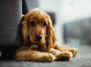 Comment empêcher un chien d uriner sur un tapis