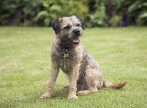 Een hond laten stoppen met plassen op een plek