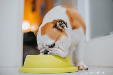 Hur man matar en liten hund utan tänder