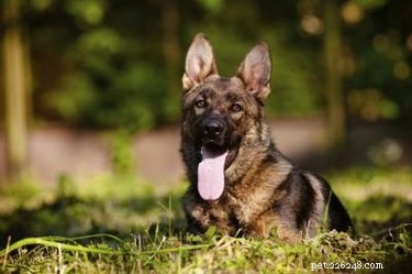 독일 셰퍼드 강아지를 5일 이내에 배변 훈련시키는 방법