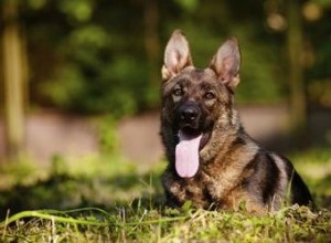 Een Duitse herderpuppy binnen vijf dagen zindelijk maken