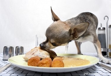 Voedingsmiddelen die blaasstenen bij honden veroorzaken