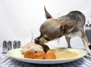 Aliments qui causent des calculs vésicaux chez les chiens