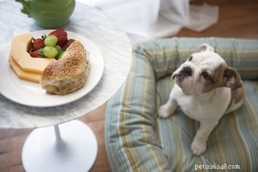Voedingsmiddelen die blaasstenen bij honden veroorzaken