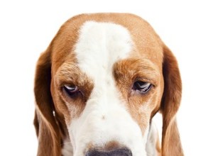 Como aumentar a contagem baixa de plaquetas em cães