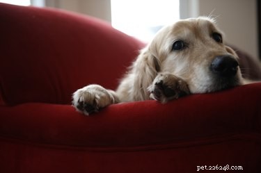 Vad kan jag spraya för att förhindra att hundar tuggar på utemöbler?