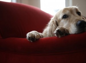 Wat kan ik spuiten om te voorkomen dat honden op terrasmeubilair gaan kauwen?