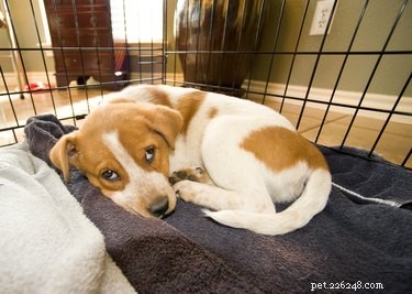Vad kan jag spraya för att förhindra att hundar tuggar på utemöbler?
