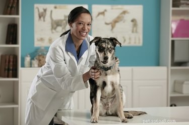 Диета для собак с проблемами анальных желез