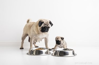 강아지에게 고형식을 언제부터 먹이기 시작합니까?
