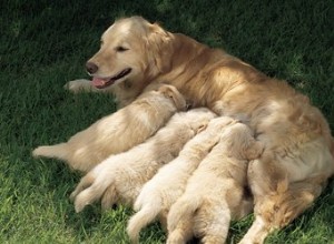 Com que frequência um cachorrinho vai ao banheiro?