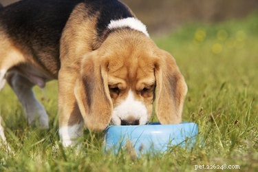 Quanto spesso un cucciolo va nel vasino?