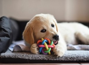 Sprays dissuasifs à mâcher faits maison pour votre chien