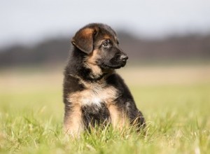 Qual ​​è il cane più facile da addestrare nel vasino?