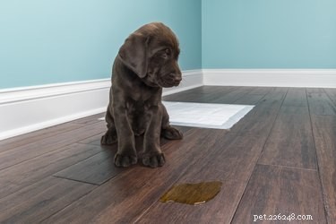 Zabíjí ocet zápach psí moči na podlahách z tvrdého dřeva?