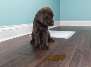 Zabíjí ocet zápach psí moči na podlahách z tvrdého dřeva?