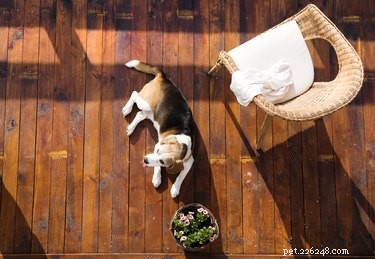 Hoe maak je hondenafweermiddel voor meubels
