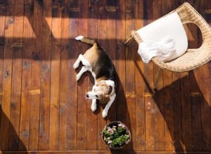Hur man gör hundavvisande för möbler