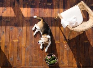 Como fazer repelente de cachorro para móveis