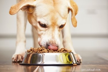 Hoe lang duurt het voordat een hond voedsel verteert