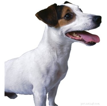 Hur man tränar en Jack Russell Terrier framgångsrikt