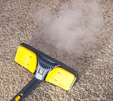 Comment éliminer l odeur d urine de chien des tapis avec un nettoyeur vapeur