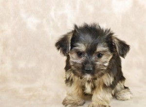 Morkie-puppy s zindelijk maken