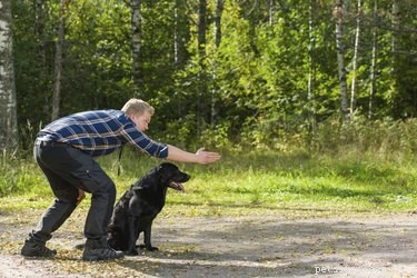 Hur man tränar en hund med tyska kommandon