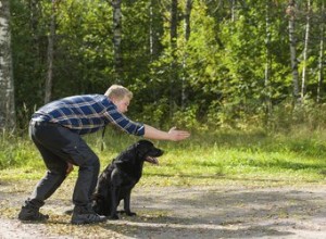 Hur man tränar en hund med tyska kommandon