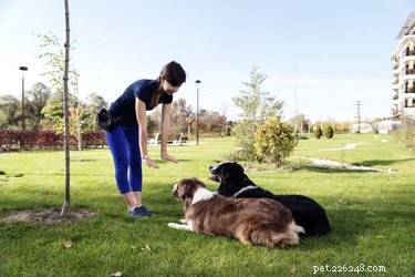 Comment dresser un chien avec des commandes en allemand