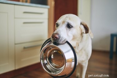 Как приготовить мягкий корм для собак