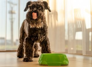 Como fazer comida de cachorro macia