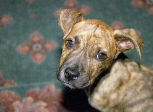 Hur man pottränar Pit Bull-valpar