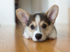 Come usare i cuscinetti per l addestramento del vasino per cuccioli