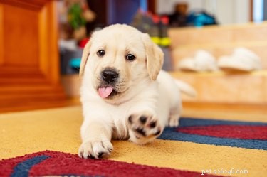 Hoe gebruik je de zindelijkheidstraining voor puppy s