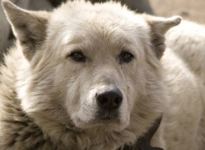 Como impedir que um cão macho marque território em uma casa