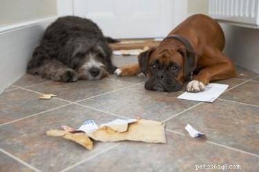 Hoe u uw hond kunt laten stoppen met plassen in uw huis