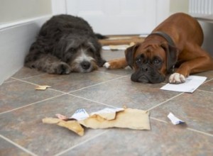 Comment faire en sorte que votre chien arrête de faire pipi dans votre maison 