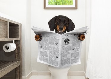 犬を速くトイレトレーニングする方法 