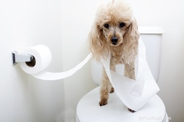 강아지의 화장실 사용 훈련 방법