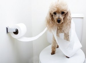 Jak naučit štěně používat záchod