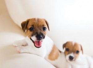 2匹の子犬を同時に飼育する方法 