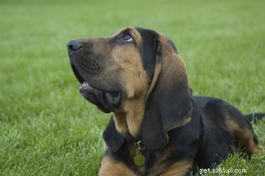 Come addestrare i cuccioli di Bloodhound