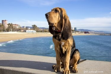 Como treinar filhotes de Bloodhound