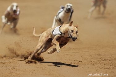 Hur snabbt springer en vinthund?