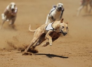 Hur snabbt springer en vinthund?