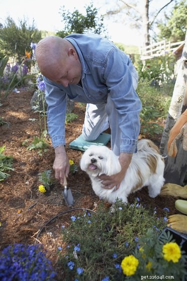 Udržování psů mimo květinové záhony