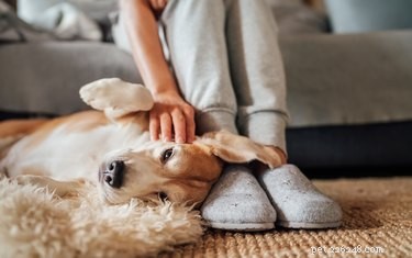 Jak zabránit psím samcům čůrat na nábytek