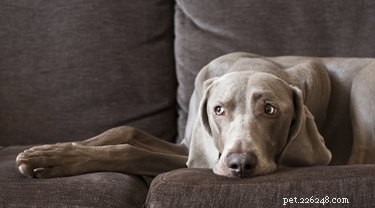 Como evitar que cães machos façam xixi nos móveis